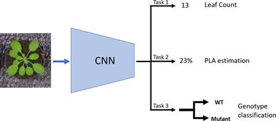 multitask frontiersin phenotyping